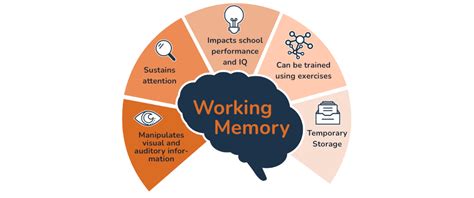 Brain has two slots for working memory .